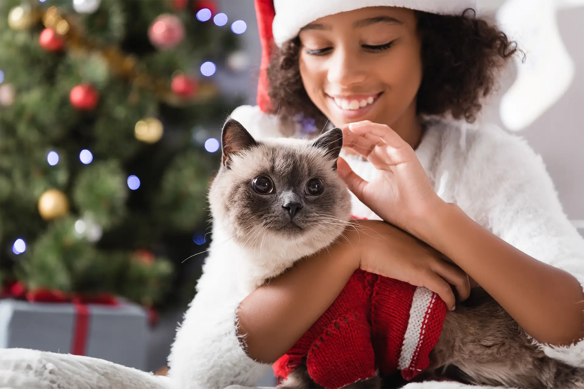 Young girl wearing Santa hat petting cat.