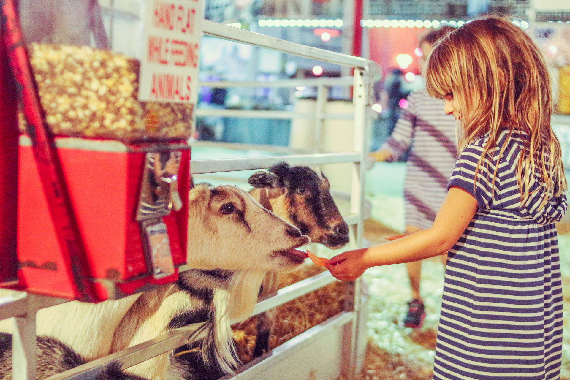Young girl feeding 2 goats.